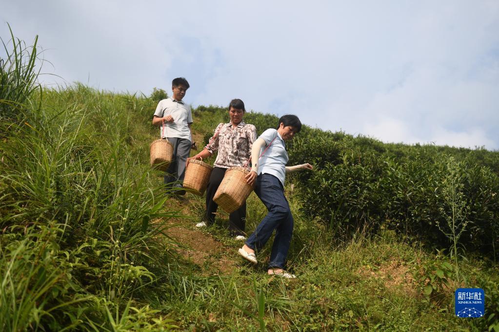 在廣西蒼梧縣六堡鎮(zhèn)山坪村，祝雪蘭（前）和村民采茶后走下茶山（2022年9月22日攝）。新華社記者 陸波岸 攝